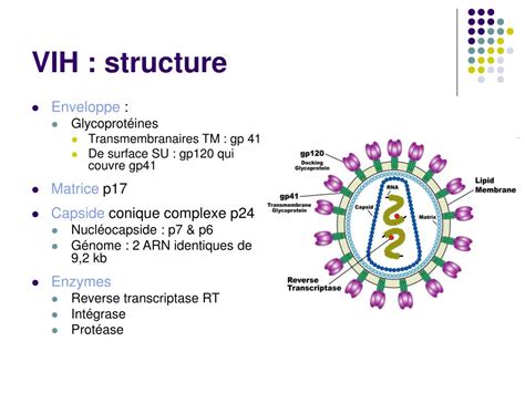 Ppt Virus Dimmunodéficience Humaine Powerpoint Presentation Free