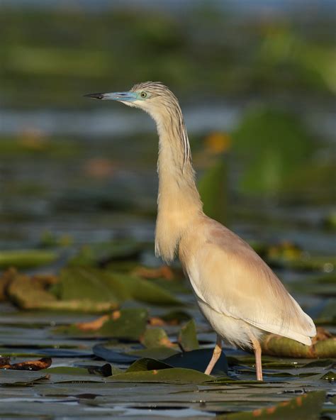 Squacco Heron Danube Delta Allen Gillespie Flickr