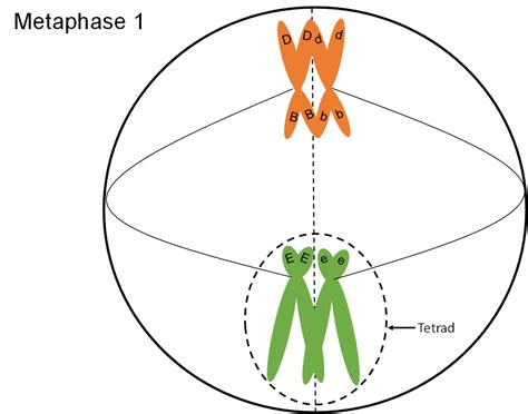 Mitosis And Meiosis Genetics Agriculture And Biotechnology