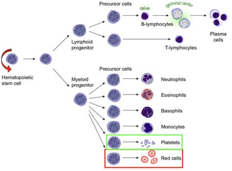 Pathology Of Red Blood Cells Flashcards Quizlet