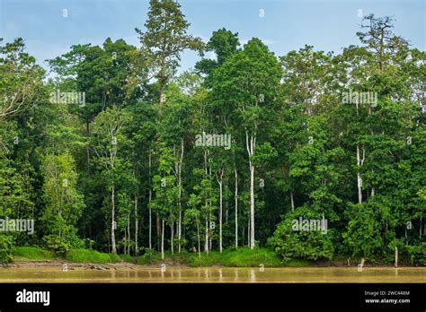 Lush Trees And Vegetation Of The Borneo Rainforest Growing Along The