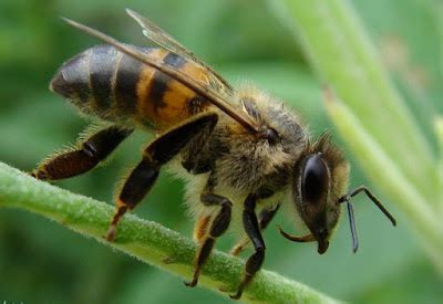 Cria O De Animais Ra As De Abelhas Apis Mellifera