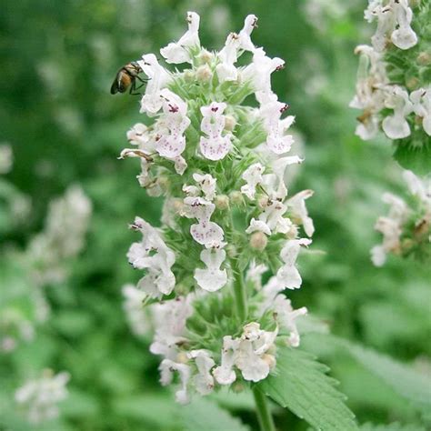 30 Mint Catnip Bush Seeds Welldales