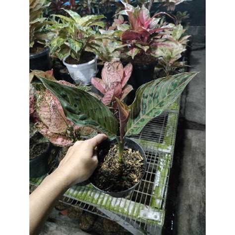 Jual Aglaonema Red Army Shopee Indonesia