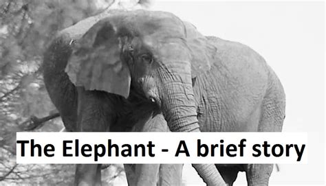 The Elephant A Brief Story United States Today