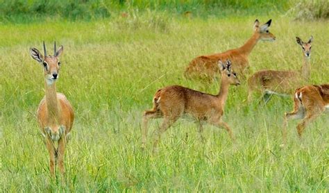 Oribi Antelope – KwaZulu Natal South Coast