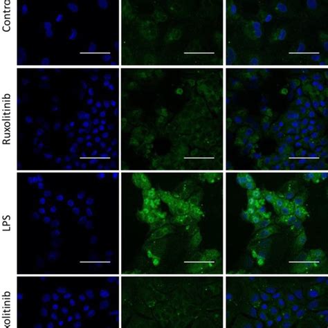 Effects Of Ruxolitinib On Lps Induced Phosphorylation And Nuclear