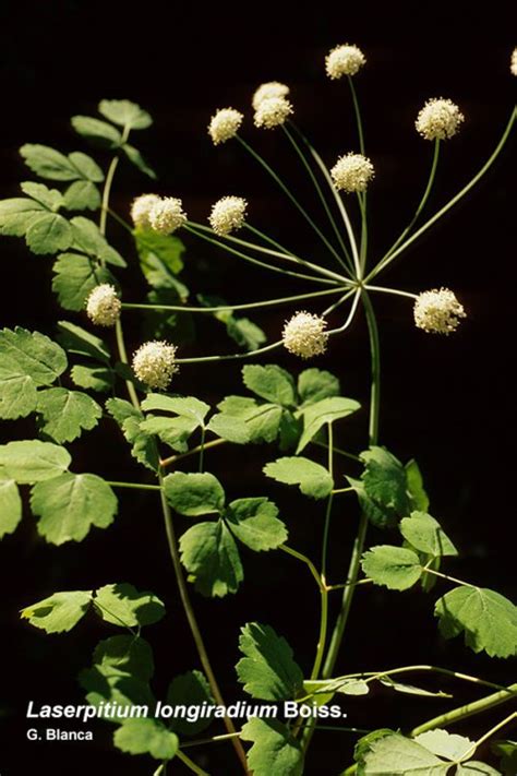 Laserpitium Longiradium Boiss Pabell N De Historia Natural Phn