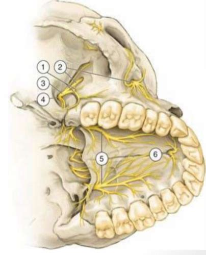 Maxillary Anatomy And Injection Techniques Flashcards Quizlet