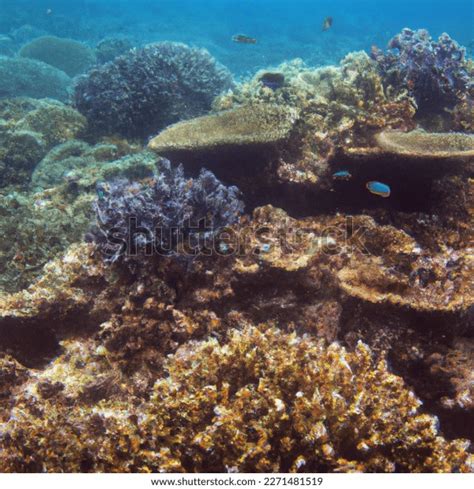 Coral Reefs Diverse Productive Ecosystems Found Imagen Generada Por IA