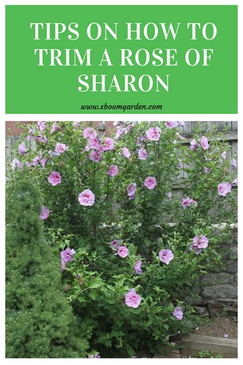 Tips On How To Trim A Rose Of Sharon Rose Of Sharon Plant Care