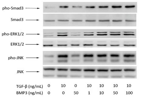 Western Blot Of Pho Smad3smad3 Pho Erk12erk12 And Pho Jnkjnk