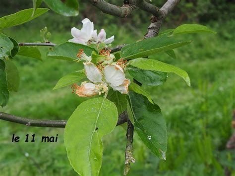 La Naissance Des Nouvelles Pommes La Cidrerie De La Baie Cidre