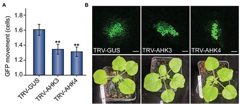 Frontiers Cytokinins Stimulate Plasmodesmatal Transport In Leaves