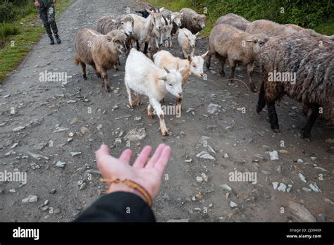 A Top View Shot Of A Hand Pointing At A Herd Of Sheep Saanen Goat