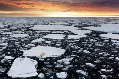 B Powerful Photos Of Stranded Polar Bears Surrounded By A Melting