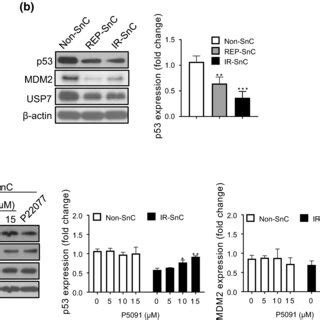 Inhibition Of Usp Activity Selectively Downregulates Mdm Expression