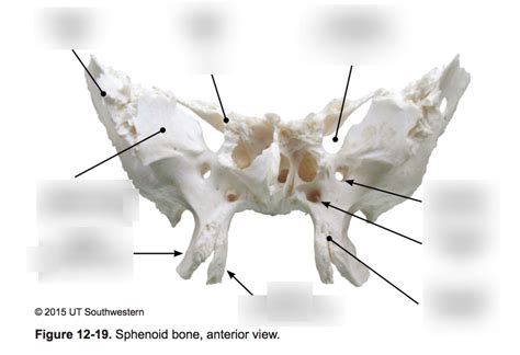 Skull Sphenoid Bone Diagram Quizlet