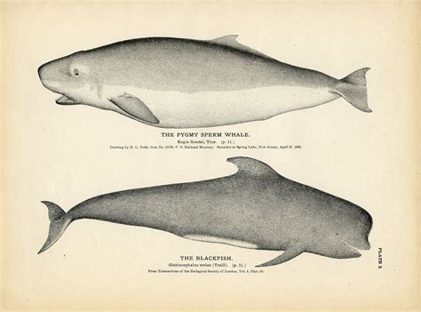 Карликовый кашалот (66 фото) - красивые фото и картинки pofoto.club