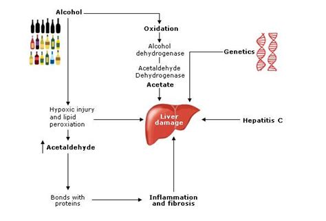 Liver Cirrhosis Alcohol