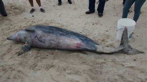 Aparece Delfín Muerto En Playa De Acapulco