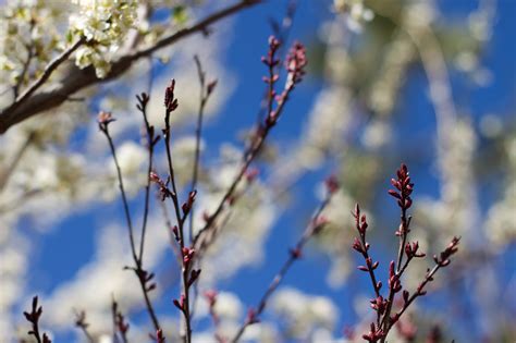 Free Images Tree Nature Branch Winter Leaf Flower Spring