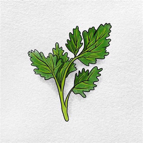 How To Draw Parsley Helloartsy