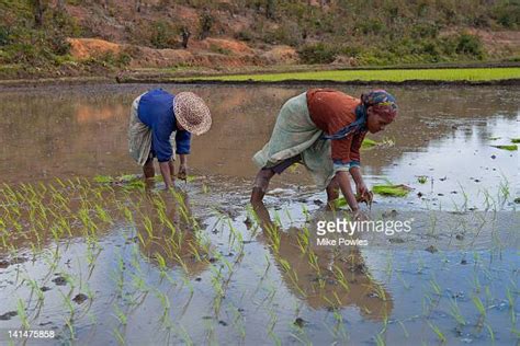 Madagascar Rice Stockfotos En Beelden Getty Images