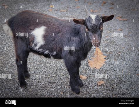 Goat Farm Nature Hi Res Stock Photography And Images Alamy