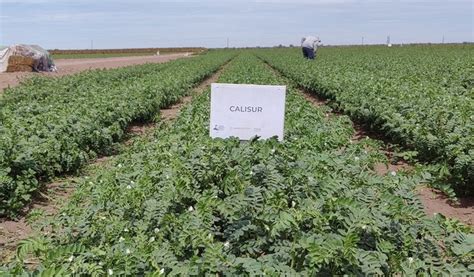 Ofrece Agricultura A Productores Nueva Variedad De Garbanzo Más