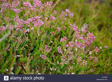 Scotch Heather Plant High Resolution Stock Photography And Images Alamy
