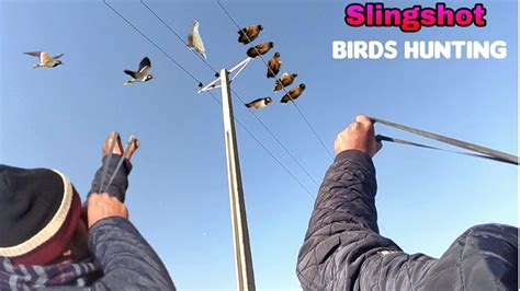 Impressive Birds Hunting With Slingshot Youtube