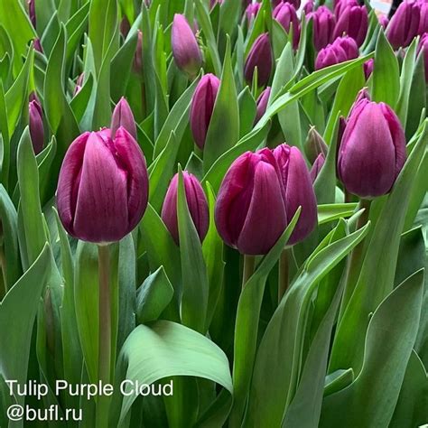 Tulip Purple Cloud Bufl Ru