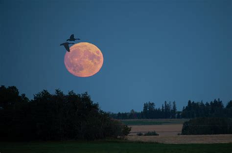 Harvest Moon Rise Photograph By Philip Rispin Pixels