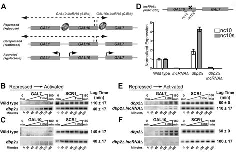 Loss Of DBP2 Results In Rapid LncRNA Dependent Induction Of GAL10 And