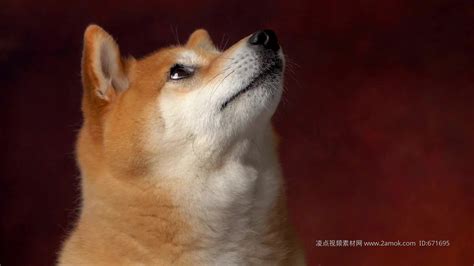 日本宠物狗柴犬特写镜头慢动作视频素材特写慢镜视频素材下载高清1920x1080视频素材下载凌点视频素材网编号671695