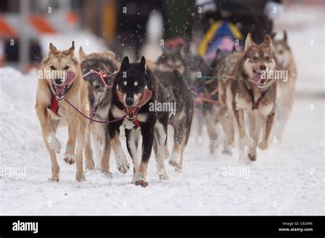 Team Of Dogs Return In Downtown Anchorage During The Fur Rondy World