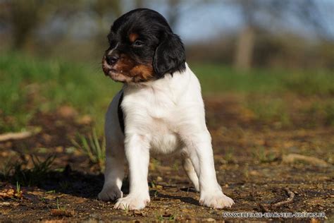 Chiot Elevage Du Fief Des Kallistos Eleveur De Chiens Epagneul Breton