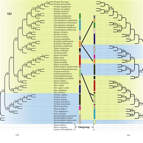 Maximum Likelihood And Bayesian Phylogenetic Tree Inferred From The Download Scientific Diagram