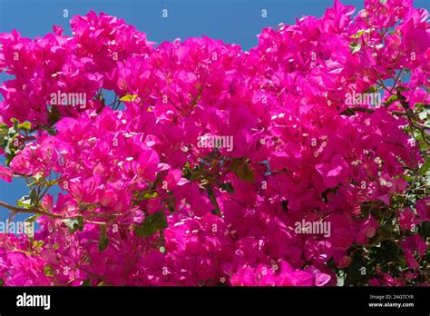 Bright Pink Bougainvillea Flowers And Vine With White Centers Stock