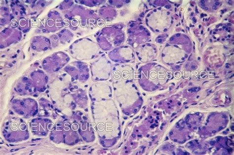 Photograph Submandibular Salivary Gland Lm Science Source Images