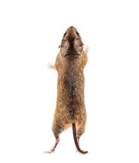 Premium Photo Eurasian Mouse Apodemus Species On Hind Legs In Front