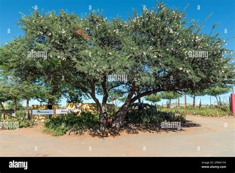 Cape Thorn Tree Hi Res Stock Photography And Images Alamy