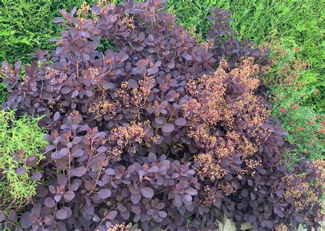 Cotinus Coggygria A Versatile Shrub For The English Garden