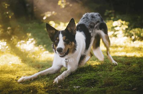 Grass allergies: Wipe paws, bathe often, talk to your vet