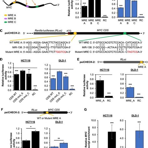 Validation Of Mir 138 As A Myc Cds Targeting Mirna A Schematic