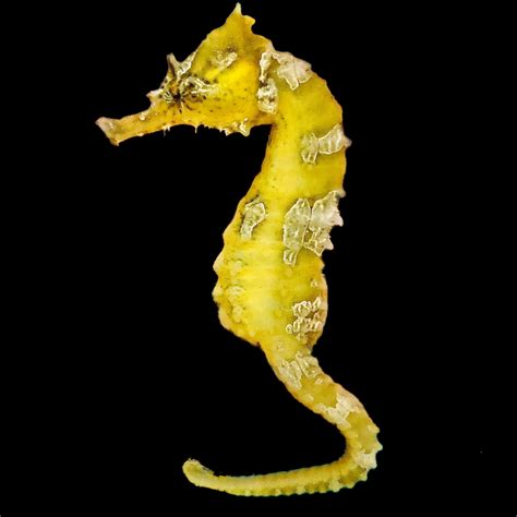 Seahorses Alyssas Seahorse Savvy