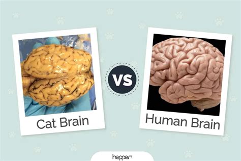 Cat Brain vs Human Brain: The Differences & Similarities (Vet-Reviewed ...