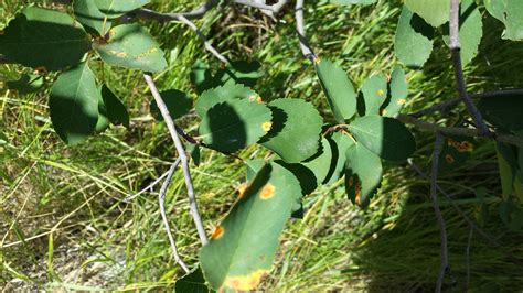 serviceberry-leaves-20130812 | WildUtahEdibles