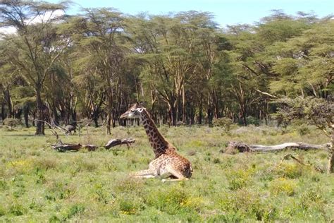 2024 Lake Naivasha Nakuru Tagesausflug zur Verfügung gestellt von